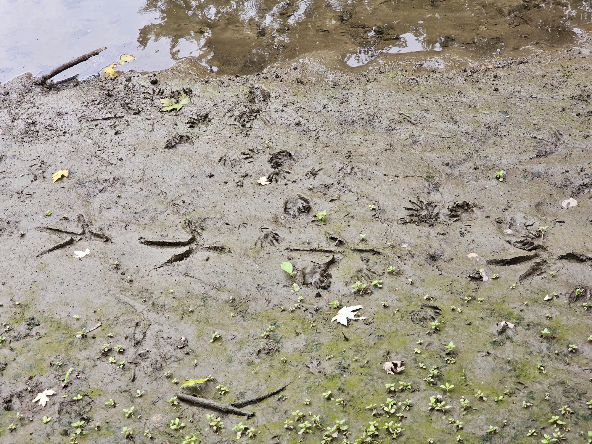 Our place in the New Jersey Swamps, just outside New York City, is a great place to test WeatherWool, to film and photograph, forage, fish, hunt and just to appreciate Nature.