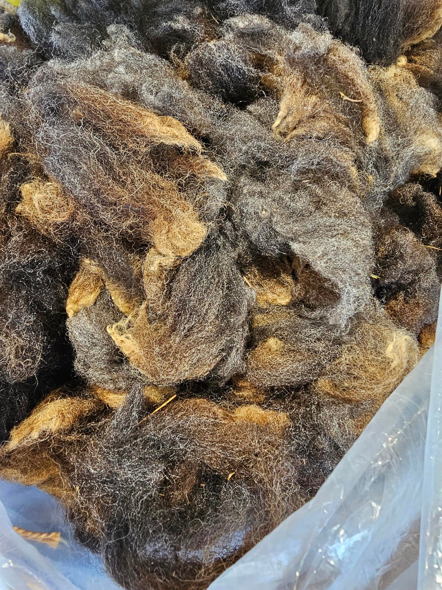 WeatherWool attends the New Jersey Sheep and Fiber Festival annually, presented by the Garden State Sheep Breeders. We love seeing the youngsters and their animals, and we are continually impressed by the beauty of the fleeces presented, particularly the Natural Colored!