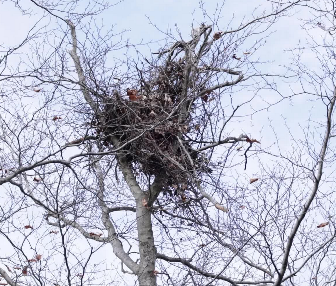 In November of 2025, WeatherWool cameraman Cody Bokshowan and Jim Abbott encountered several  BLACK BEAR nests in the Adirondack Mountains of New York State