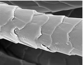 WeatherWool is very grateful to whomever made this photo of a wool fiber available. We would love to know who to thank, and -- more important -- who to ask for permission!